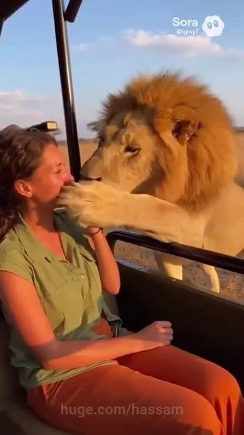A large male lion with a golden mane gently touches a woman's face with its paw inside a safari vehicle.