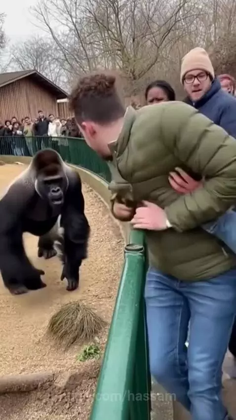 A man screams as a gorilla lunges towards him through a zoo railing.