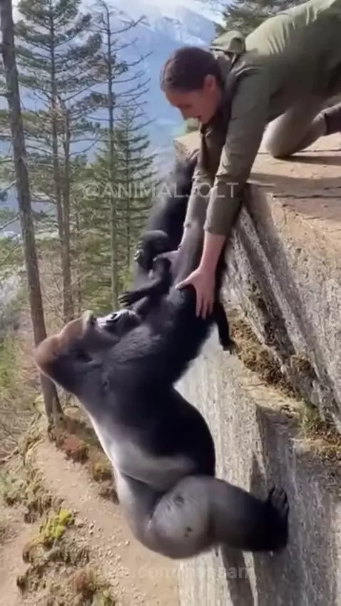 A woman gently takes a baby gorilla from an adult gorilla hanging from a ledge.