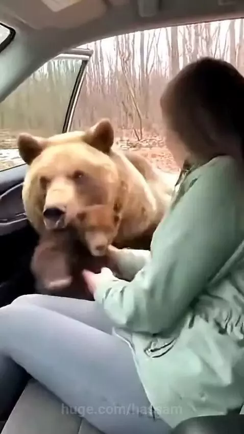 Woman screams in fear as a bear places a cub inside her car, with wolves visible outside.