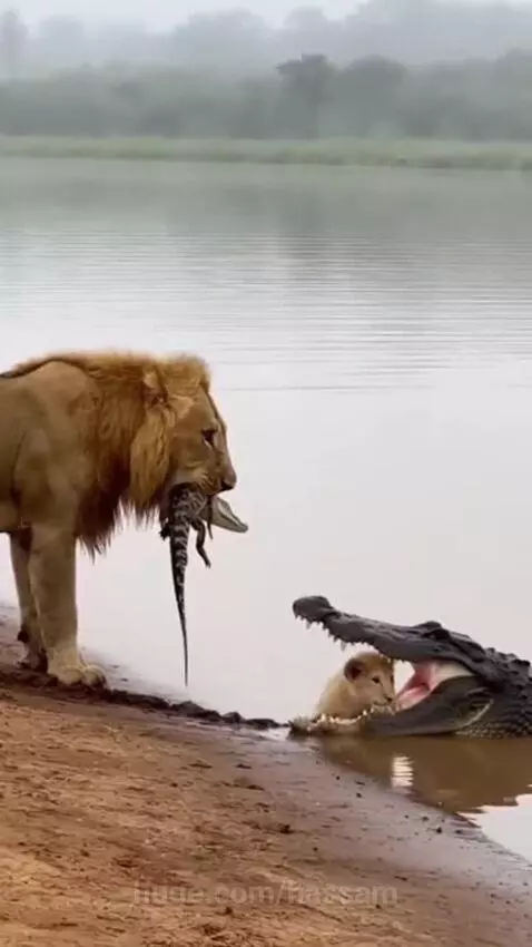 Lioness on muddy bank with crocodile in water, crocodile has lion cub in its mouth.