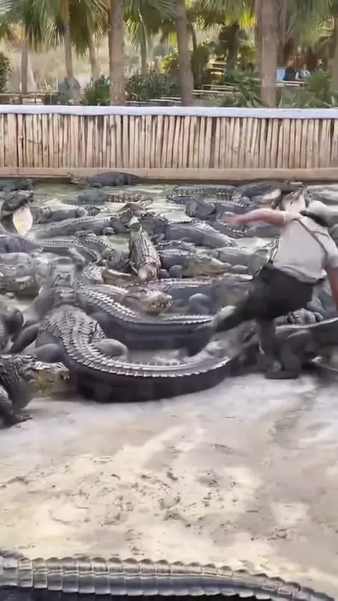 Alligator handler jumps over an alligator in a water-filled enclosure, with spectators watching.