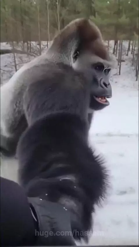 Man rescue Gorilla's baby 🍼 by hassam