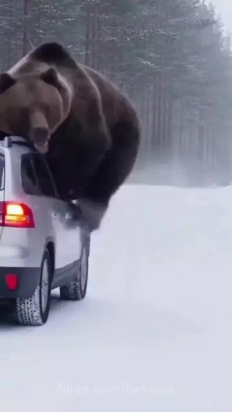 Bear Attack on a man . by hassam