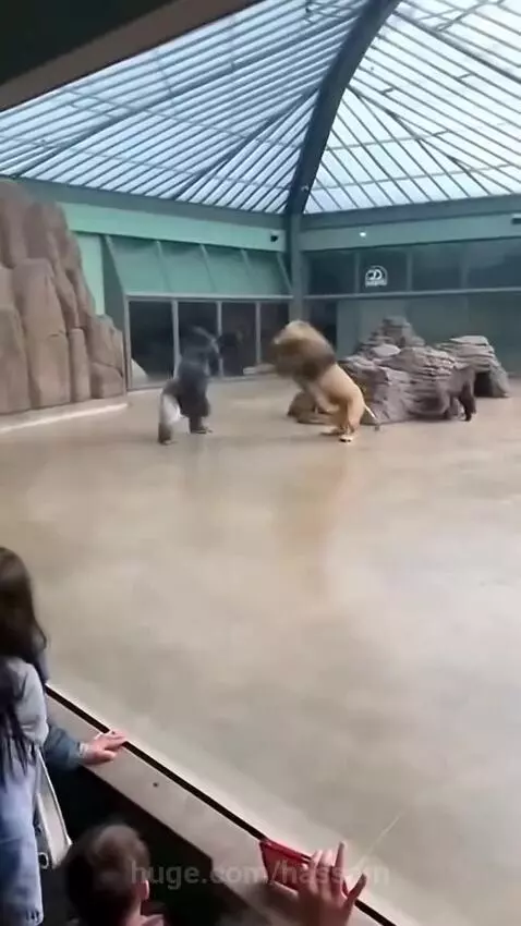 A large gorilla aggressively hitting a glass enclosure wall, with a lion visible inside and cracks on the glass.