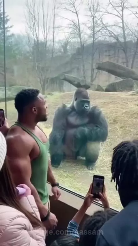 Man vs Gorilla by hassam