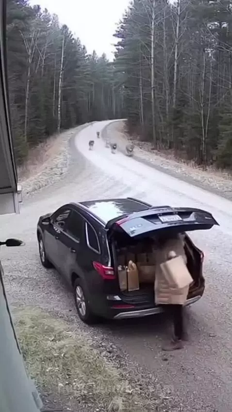 Woman screams as a pack of wolves attacks her SUV and tries to get into the open trunk.