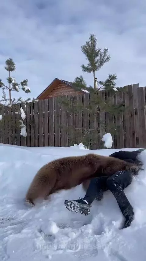 Man in green beanie playfully wrestling with a large brown bear in a snowy backyard.