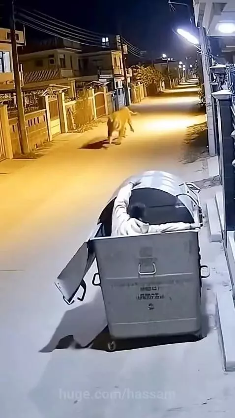 A tiger lunges at a metal dumpster at night, with a person inside trying to escape.
