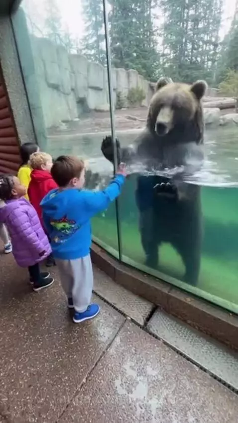 Children watch a brown bear at a zoo enclosure, with the bear splashing water near the glass.