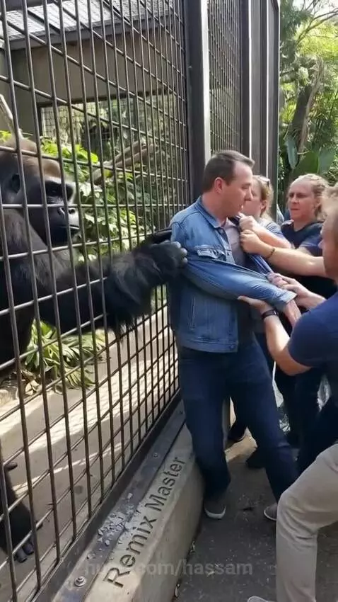 Never get close to a male gorilla 🦍 by hassam