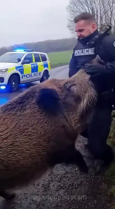 Police officer wrestling a large brown wild boar against a stone wall on a rural road, with a police car in the background.