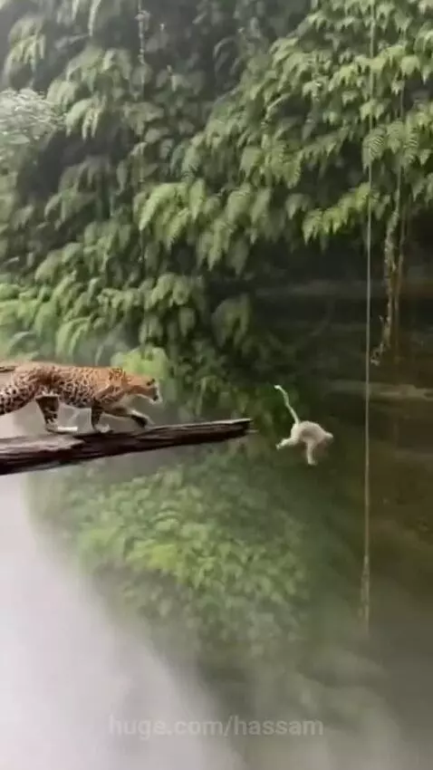 Cleaver monkey saved his life to the Lion 🦁 by hassam