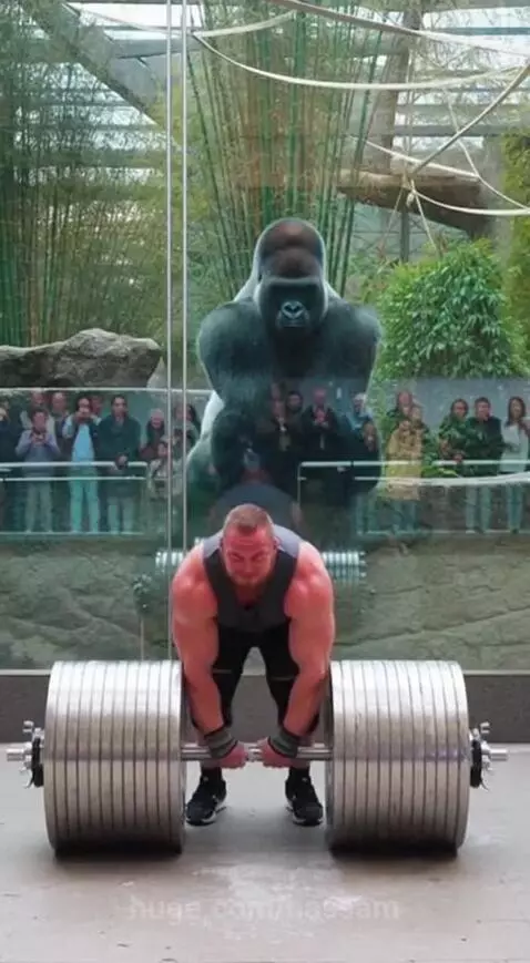 Muscular man deadlifts barbell; gorilla in enclosure lifts barbell and roars.