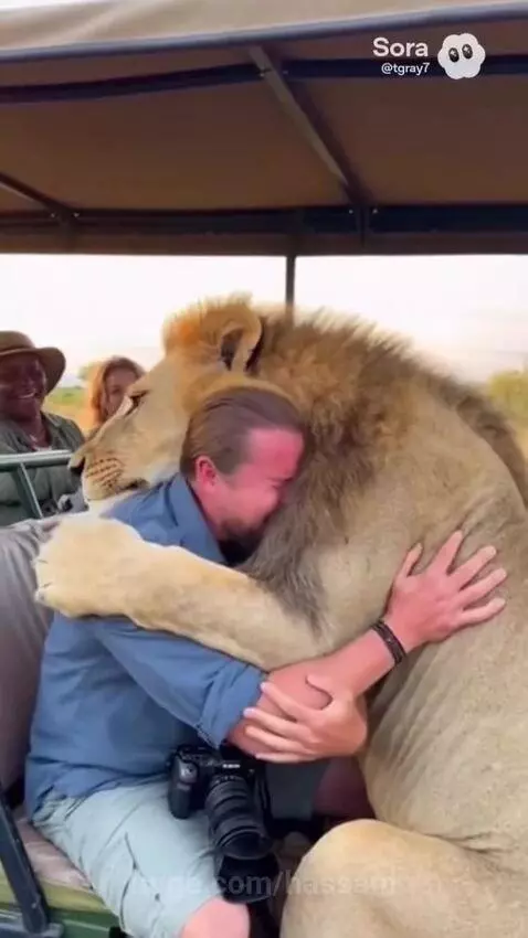 Man in safari vehicle crying while hugging a large male lion with a full mane.