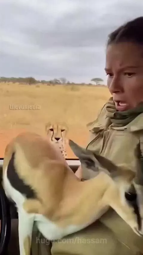 Woman holding a small gazelle in her arms inside a safari vehicle as a cheetah snarls at the window.