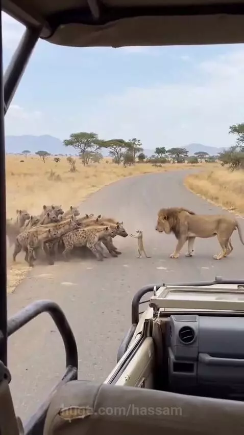 A male lion faces a group of hyenas on a savanna road, with a small meerkat standing between them.