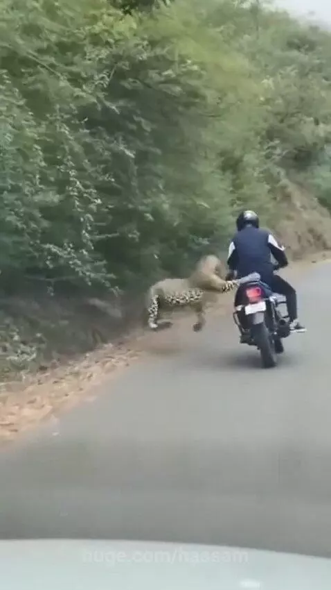 Leopard attacking a motorcyclist on the side of a road, knocking them off their bike.