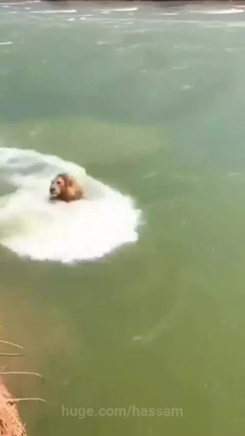 A lion attacking a black horse, with both animals falling into the water.