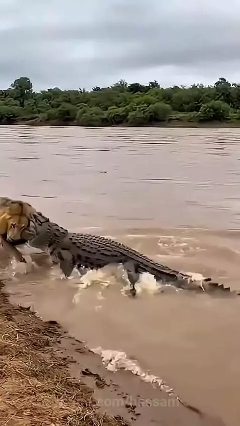 Lion grappling with a crocodile in a muddy river, with large splashes and violent thrashing.