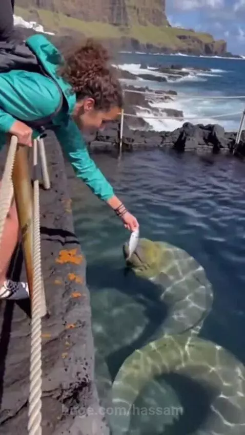 Woman feeding an eel is pulled into a rocky ocean pool by the animal.
