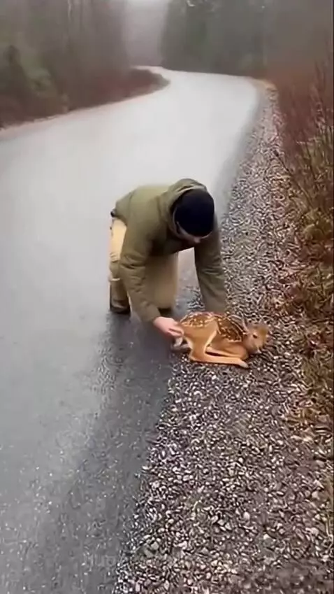 A large stag with antlers charging at a man who is on the ground next to a fawn on a road.