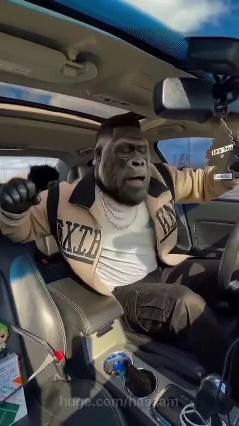 Gorilla wearing a letterman jacket dances in the driver's seat of a car, with a monkey plush in the back.