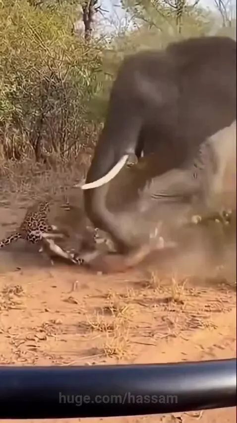 Elephant saves helpless deer 🦌 by hassam