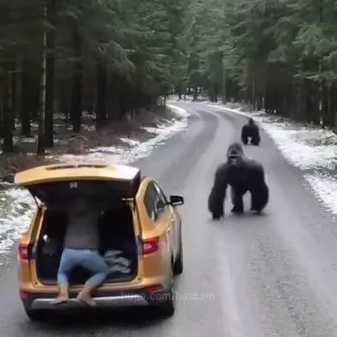 A gorilla climbing onto the back of a gold SUV while a person inside screams in fear.