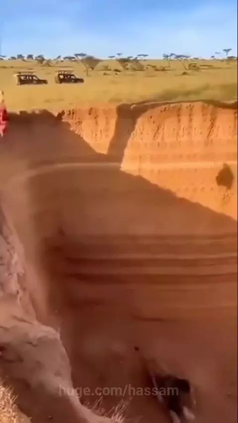 A lion has fallen into a deep sandy pit and is struggling to climb the steep walls.
