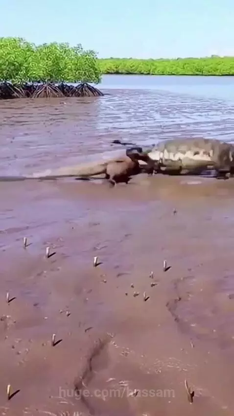A Komodo dragon biting a crocodile's head during a fierce fight in muddy water.