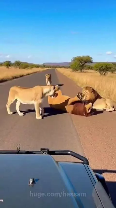 Lions playfully interacting on a paved road in a savanna, observed from a vehicle.
