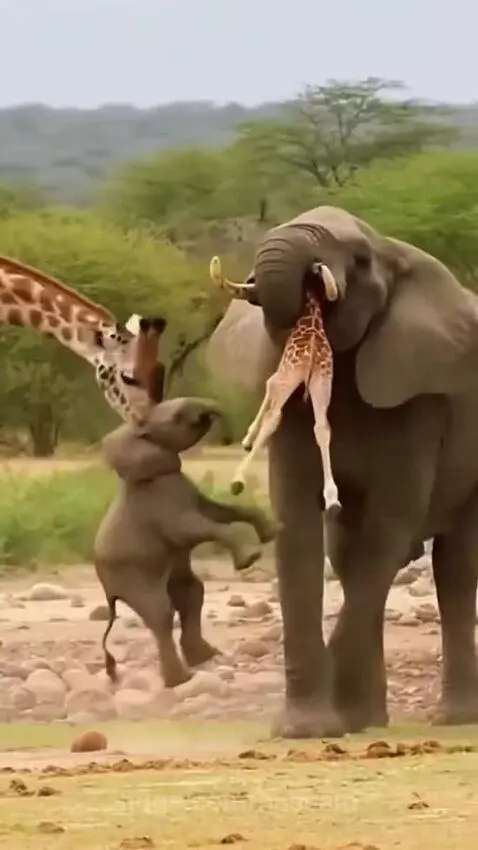 Adult elephant holding a baby giraffe by the neck in its trunk and mouth, appearing to kill it.