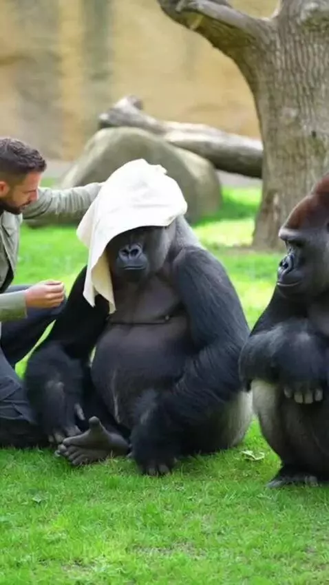 A silverback gorilla stands and beats its chest after a man places and removes a cloth from its head.