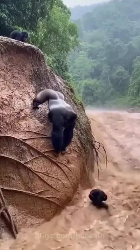 Adult gorilla pulling a baby gorilla out of a fast-flowing, muddy river.