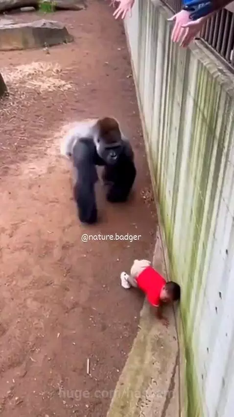 A silverback gorilla carefully lifting a small child towards zoo visitors reaching over a barrier.