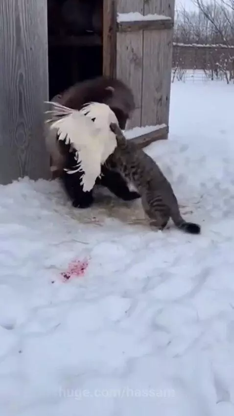 A tabby cat aggressively attacks a wolverine-like animal near an injured white chicken in a snowy rural setting.