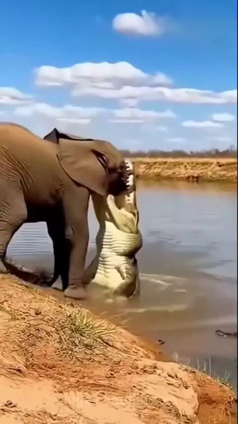 An elephant drinking water from a river is attacked by a crocodile that latches onto its trunk.