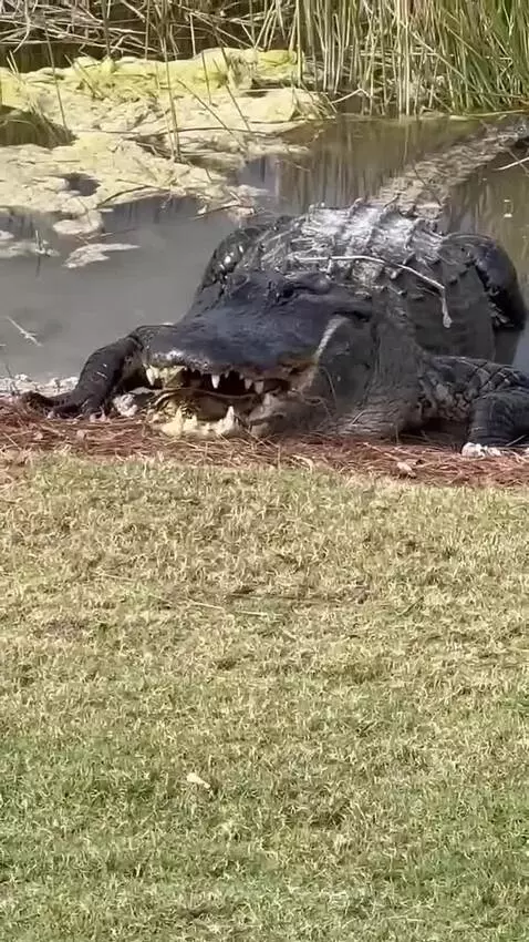 Alligator with a turtle in its mouth, partially submerged in murky water near a grassy bank.