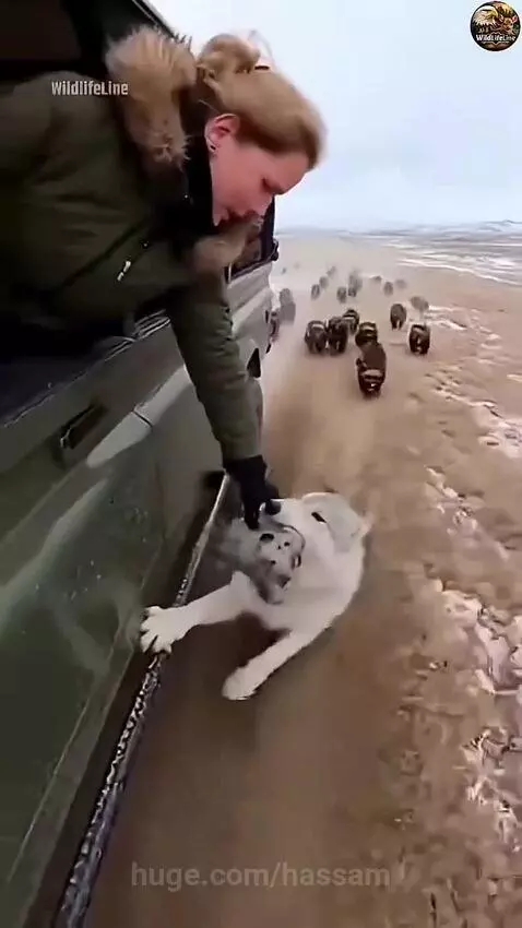 Woman in a car reaching for a white dog being chased by a pack of dark dogs on a dirt road.