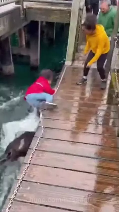 Sea lion on a dock reaching for a child in a red jacket, with people reacting.