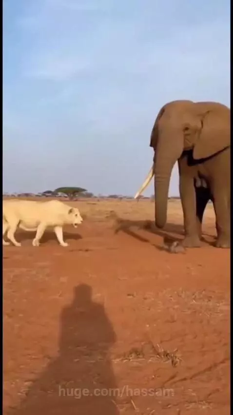 A small monkey climbs onto the head of a large elephant to escape a lion.