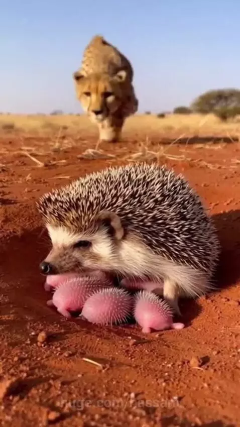 Mother hedgehog hissing defensively at a cheetah approaching her burrow with pink, spiky babies.