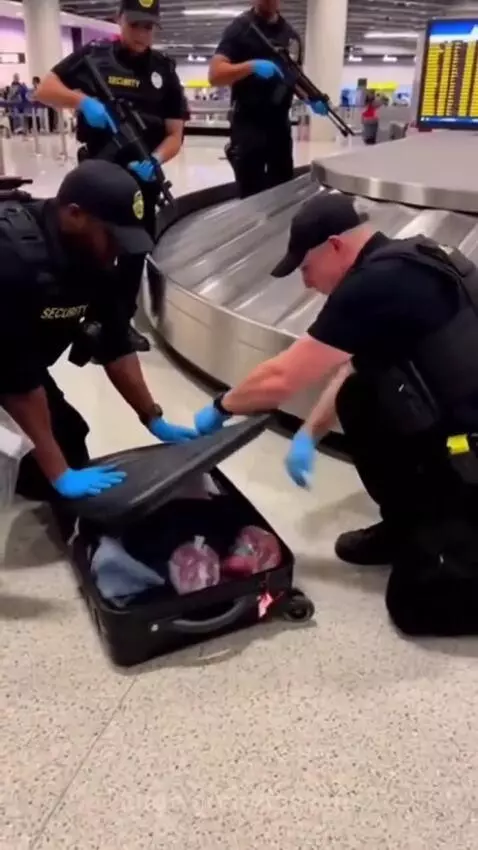 Airport security officers in blue gloves opening a suitcase to reveal a small alligator with packages taped to its back.