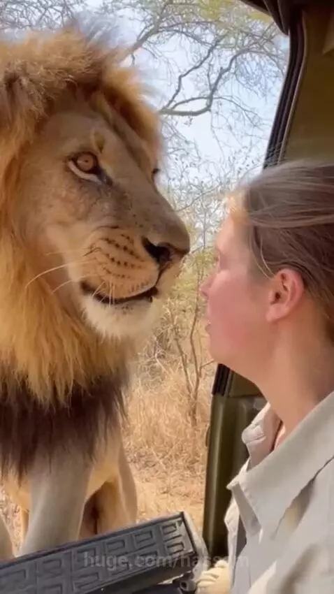 A large male lion with a full mane roars directly at a woman in an open safari vehicle.