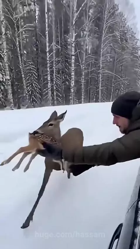 Man in car window reaching for a fawn while mother deer distracts wolves in a snowy forest.