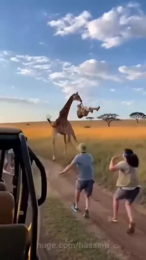 Man dangling upside down from a giraffe's mouth holding his backpack during a safari.