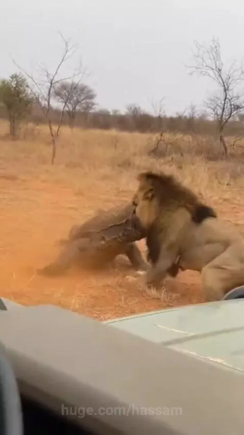 A large male lion grappling with and biting a Komodo dragon during a fight in a dry savanna.