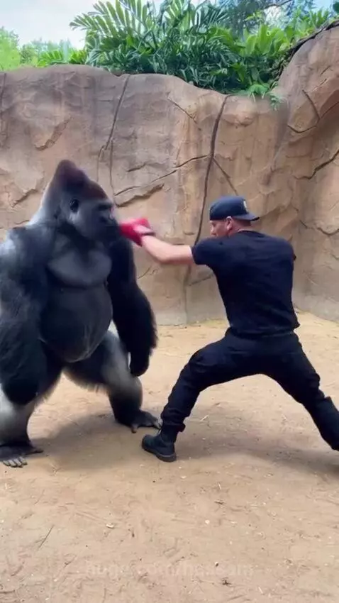 Man in boxing gloves playfully sparring with a large gorilla in an enclosure.