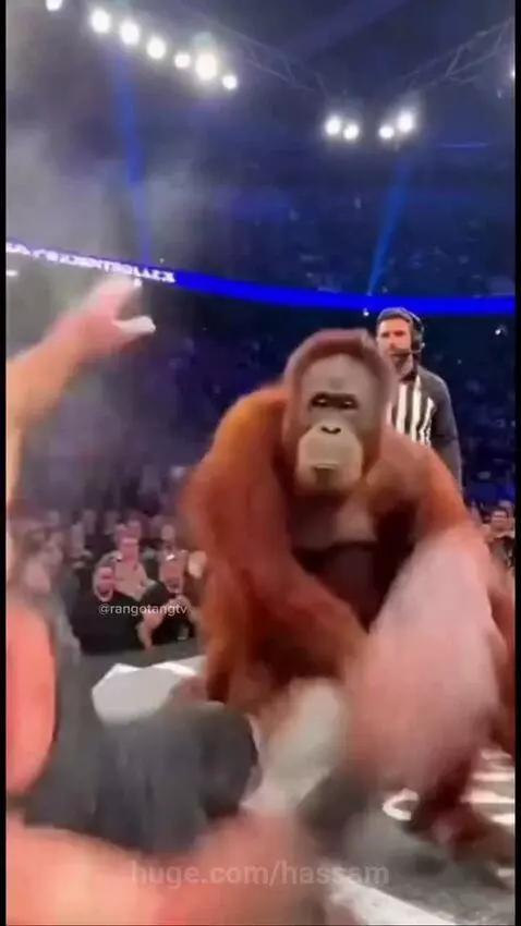 Bald wrestler in a ring facing an orangutan, with the orangutan performing a victory dance.